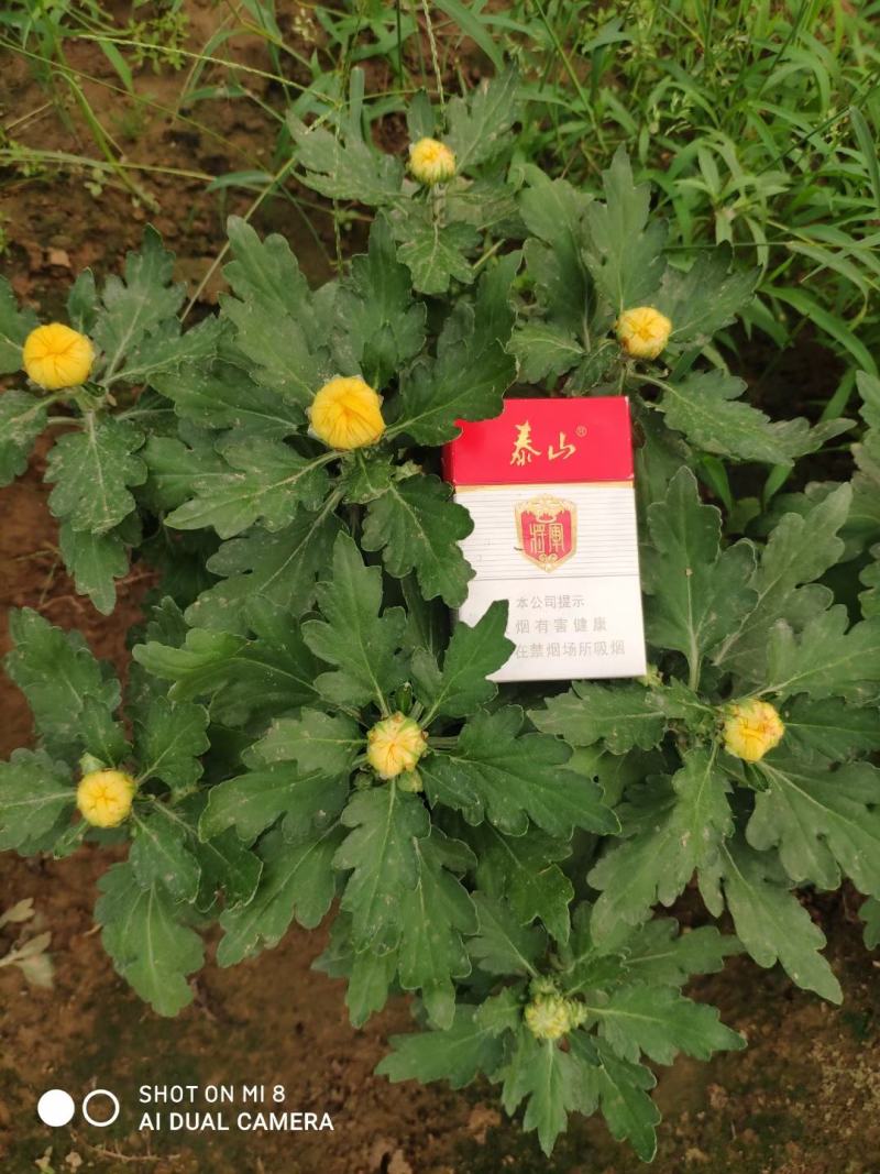 精品菊花基地直销量大从优