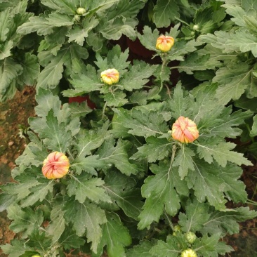 精品菊花基地直销量大从优