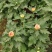 精品菊花基地直销量大从优
