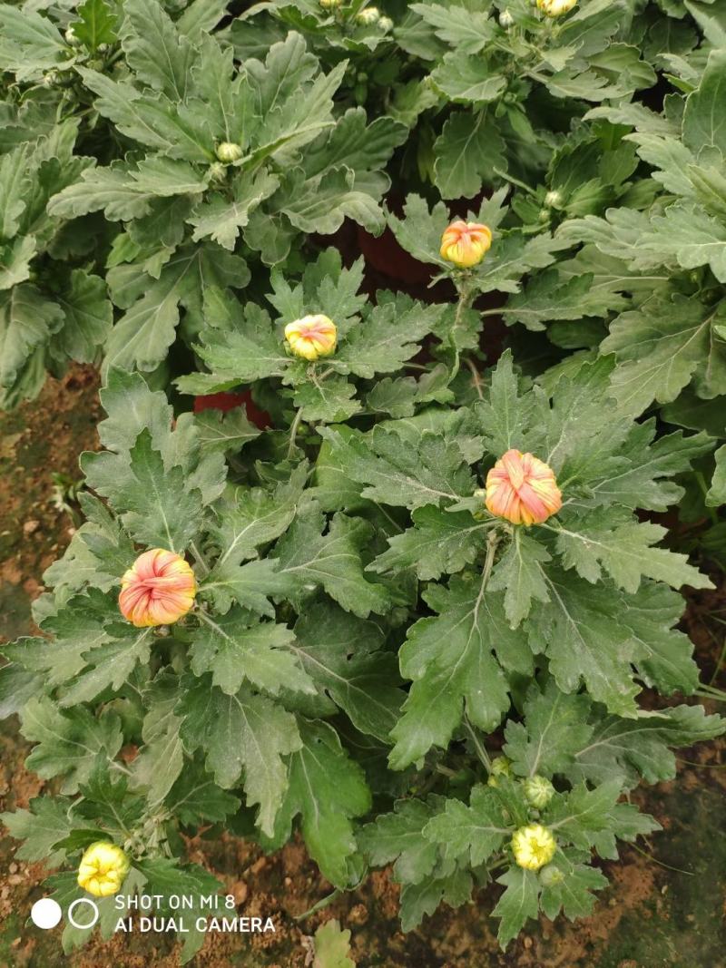 精品菊花基地直销量大从优