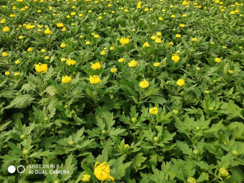 精品菊花基地直销量大从优