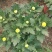 精品菊花基地直销量大从优