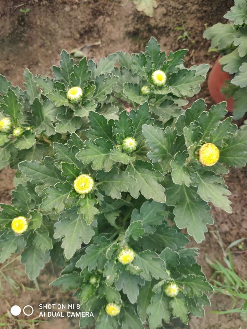 精品菊花基地直销量大从优