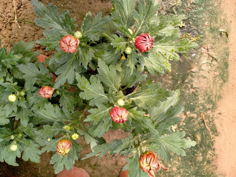 精品菊花基地直销量大从优