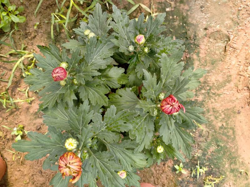 精品菊花基地直销量大从优