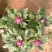 精品菊花基地直销量大从优