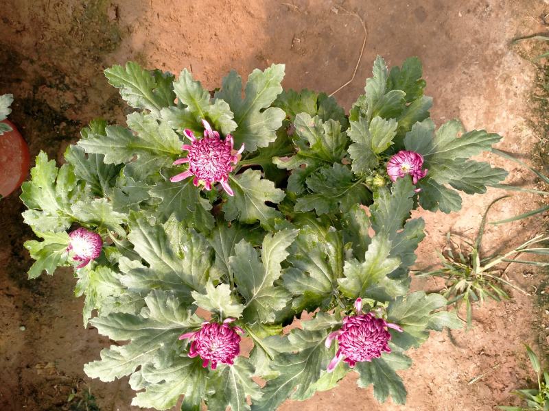 精品菊花基地直销量大从优