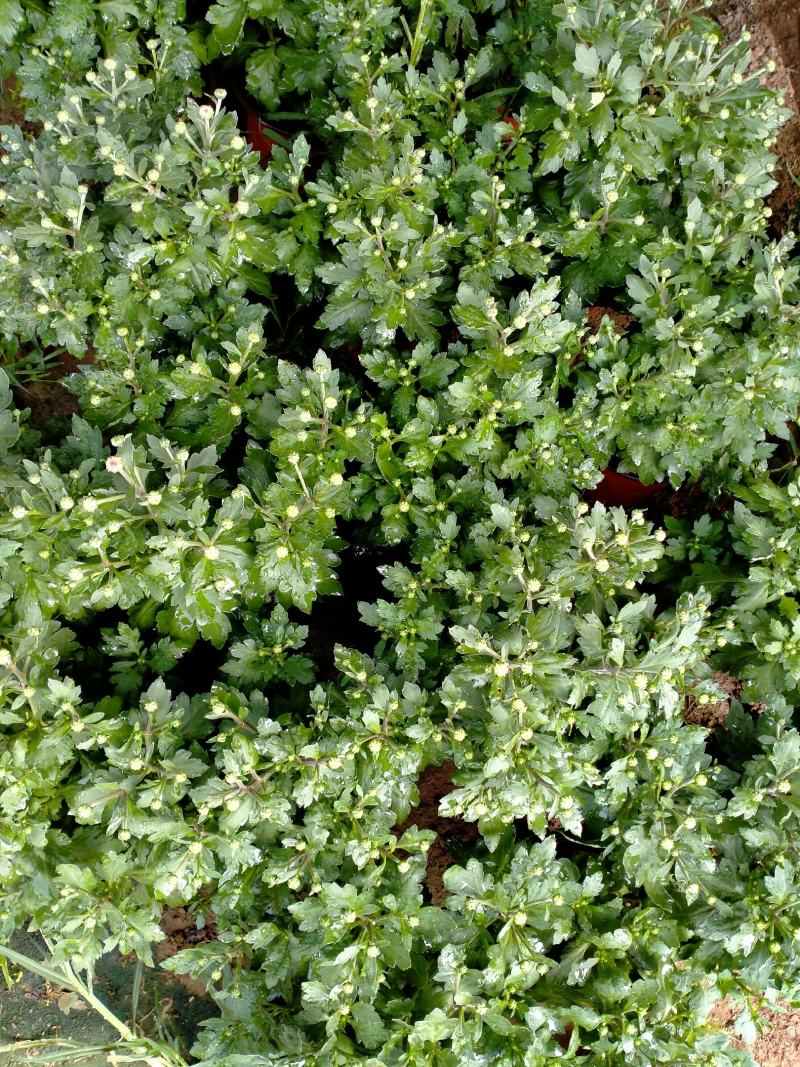 精品菊花基地直销量大从优