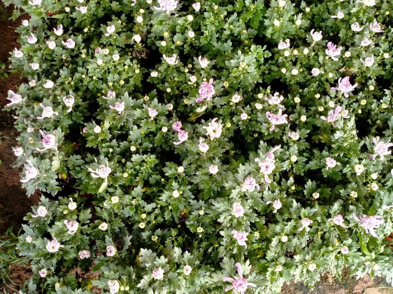 精品菊花基地直销量大从优