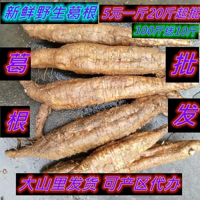 湿葛根野生纯正葛根天然柴葛根营养一整个鲜葛根