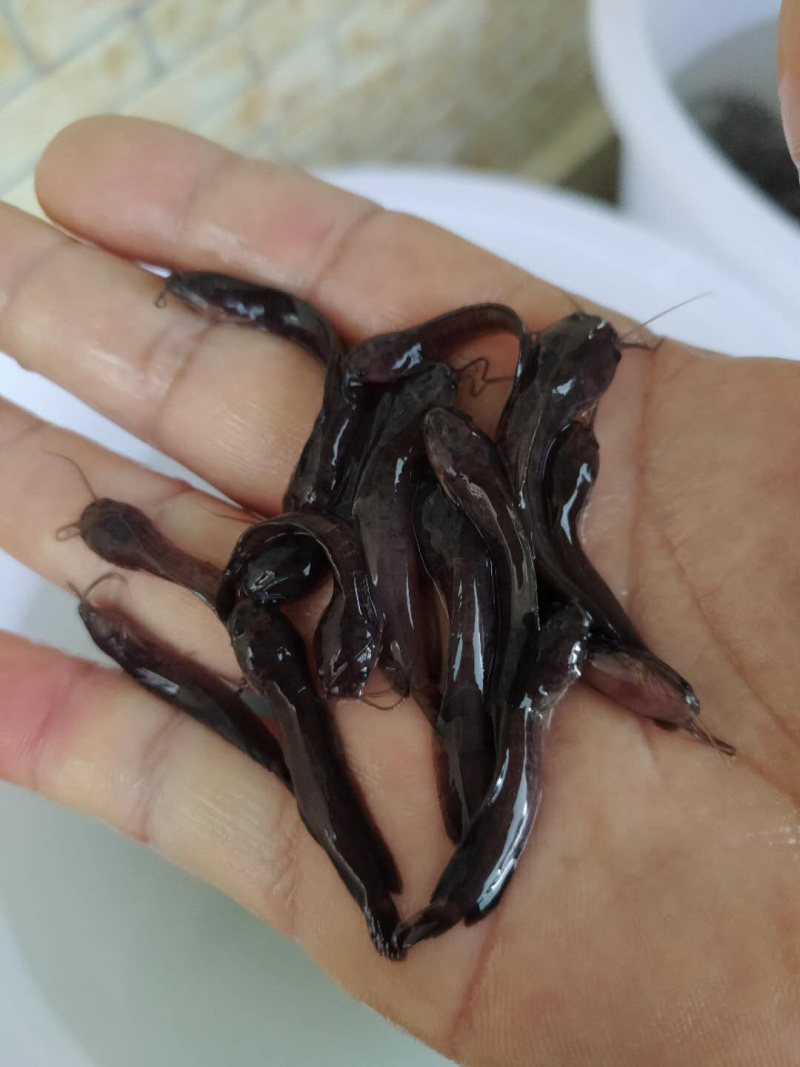 本地塘鲺鱼苗杂交快大塘角鱼苗+自孵水花