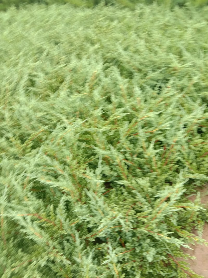 铺地柏四季常青耐寒耐旱基地直销欢迎前来观摩