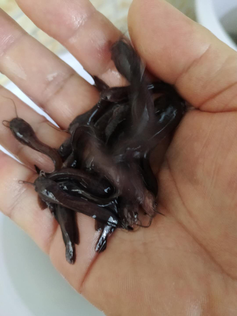 塘角鱼苗杂交快大塘鲺鱼苗三黄塘鲺鱼+自孵水花
