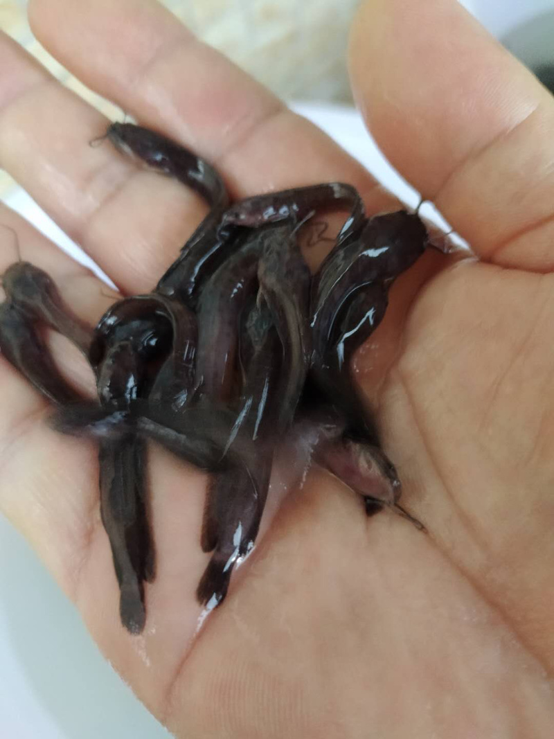 塘角鱼苗杂交快大塘鲺鱼苗三黄塘鲺鱼+自孵水花