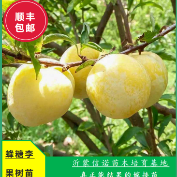 【新品种】蜂糖李子苗美人醉李子品种质量保证现挖现发，