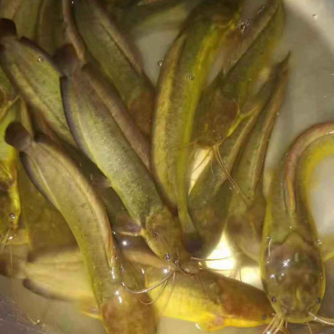 塘角鱼苗杂交快大塘鲺鱼苗三黄塘鲺鱼+自孵水花