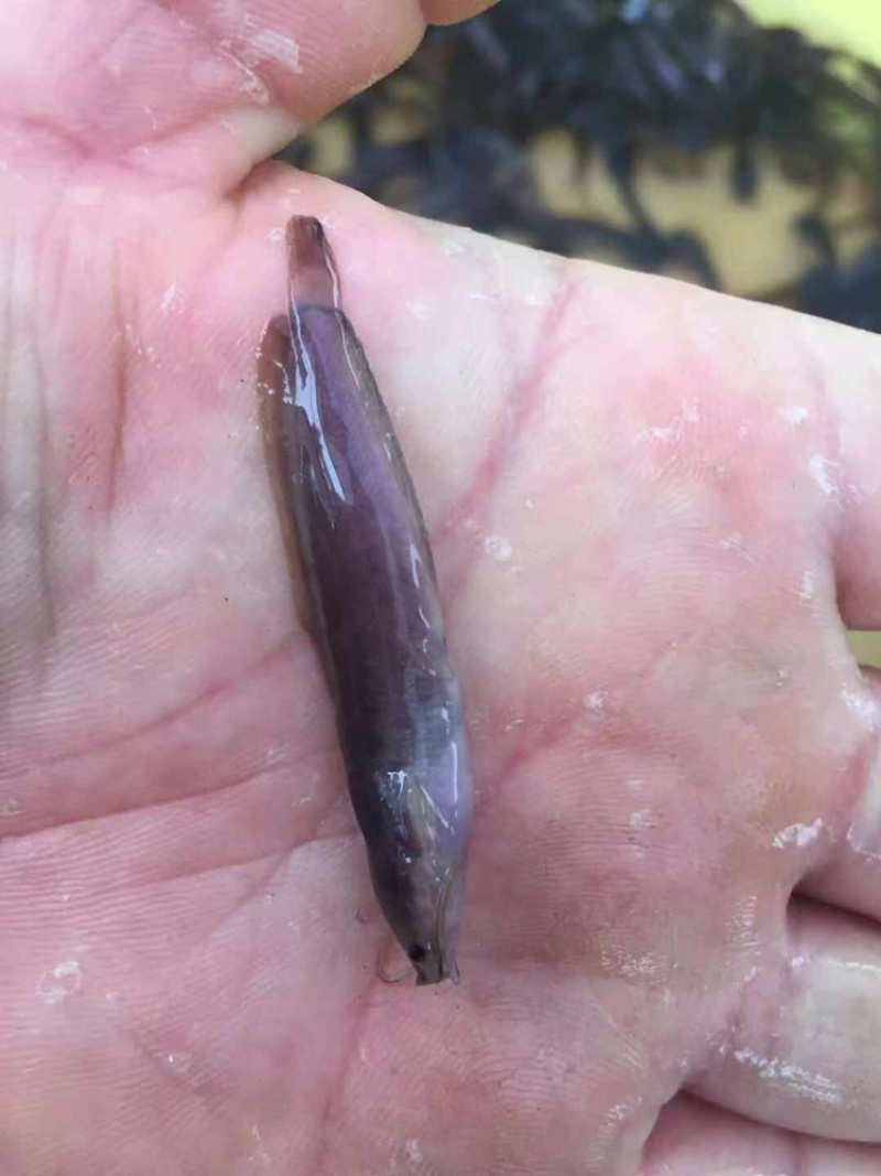 塘角鱼苗杂交快大塘鲺鱼苗三黄塘鲺鱼+自孵水花
