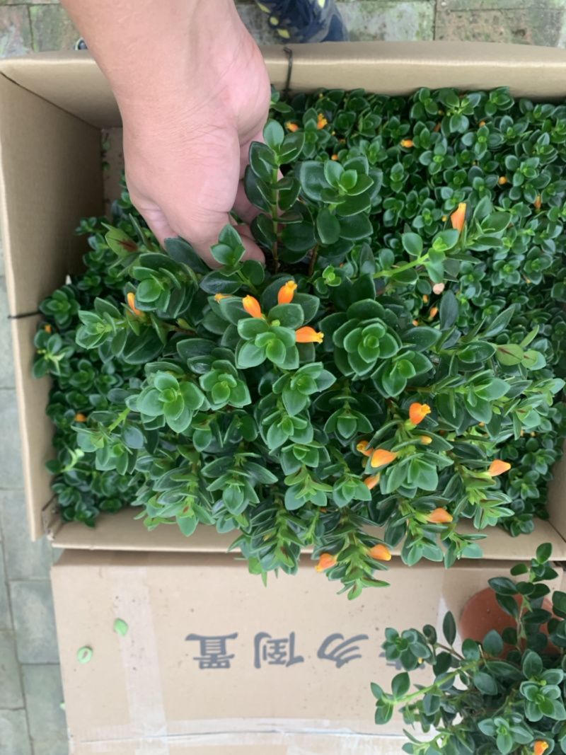 金鱼吊兰，袋鼠花，四季开花，