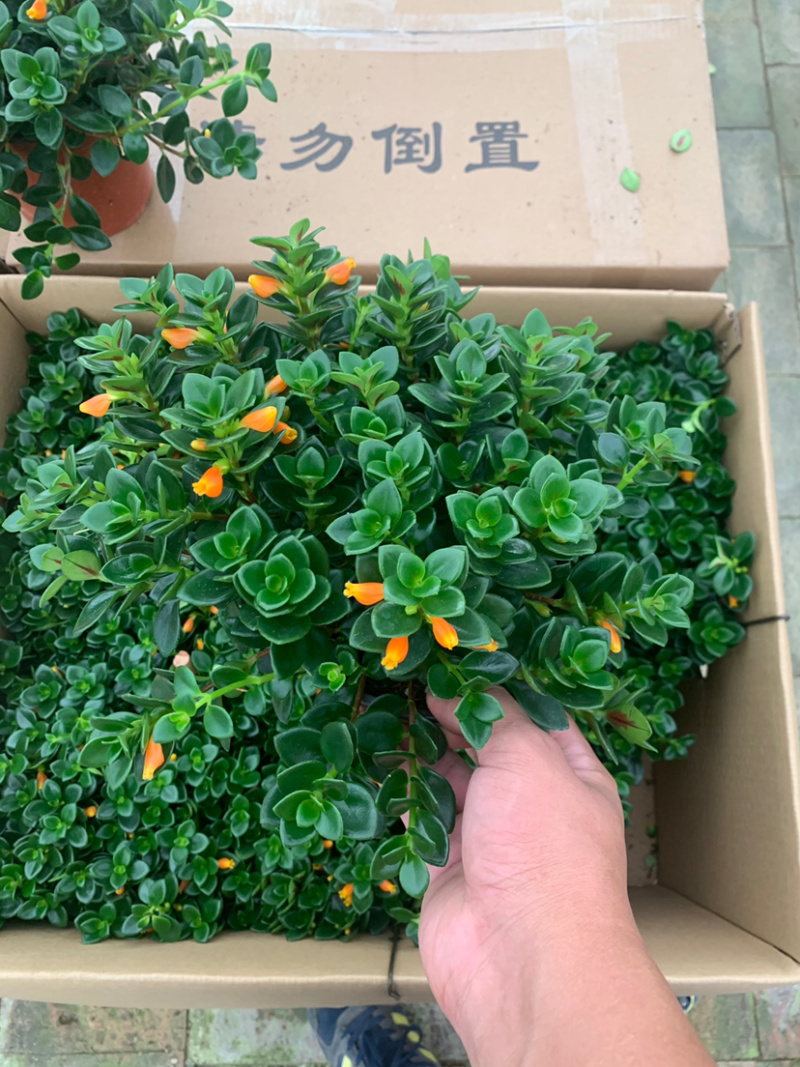 金鱼吊兰，袋鼠花，四季开花，