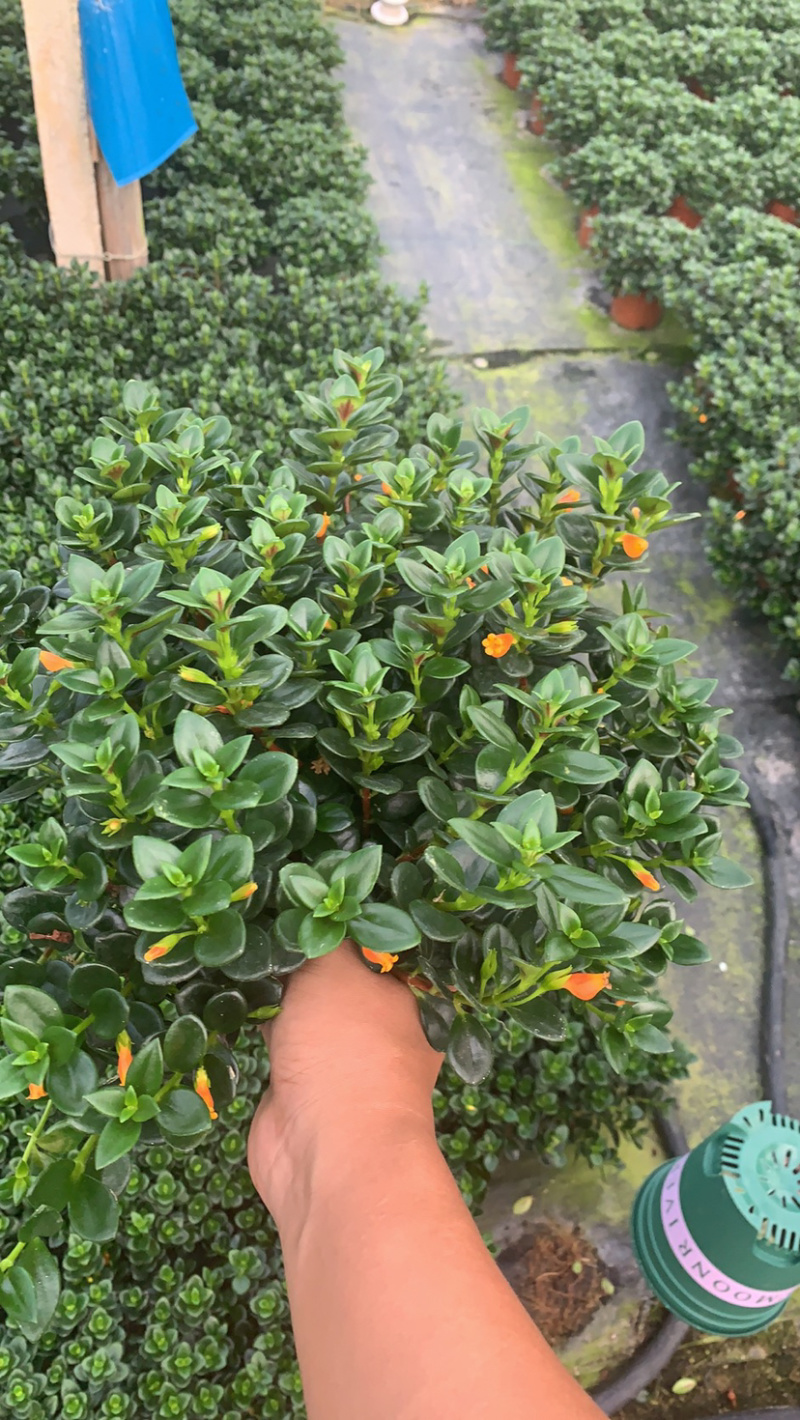 金鱼吊兰，袋鼠花，四季开花，
