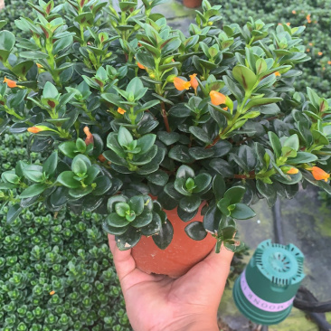 金鱼吊兰，袋鼠花，四季开花，