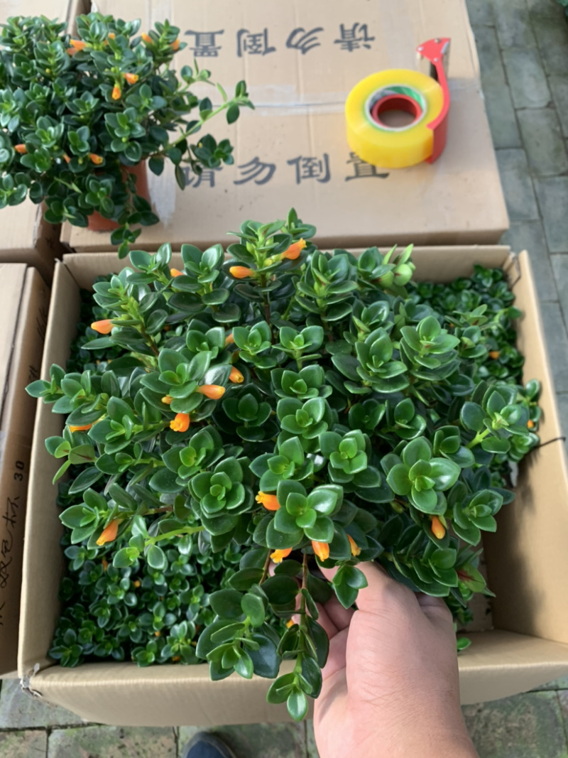 金鱼吊兰，袋鼠花，四季开花，