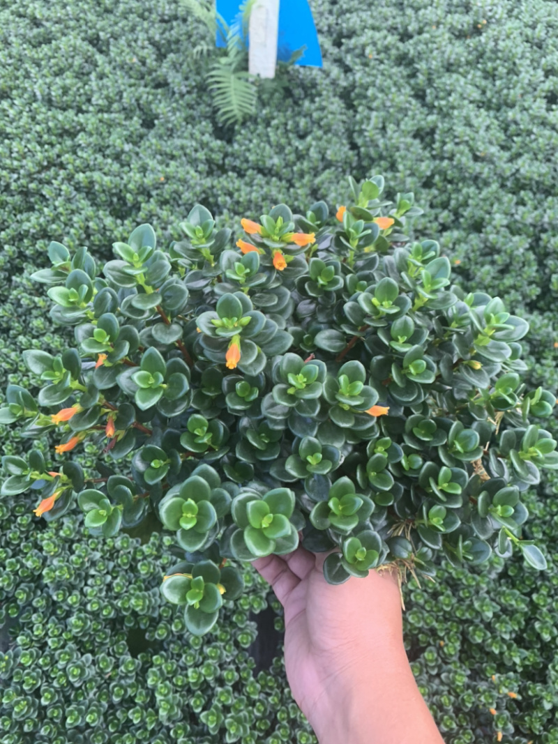 金鱼吊兰，袋鼠花，四季开花，