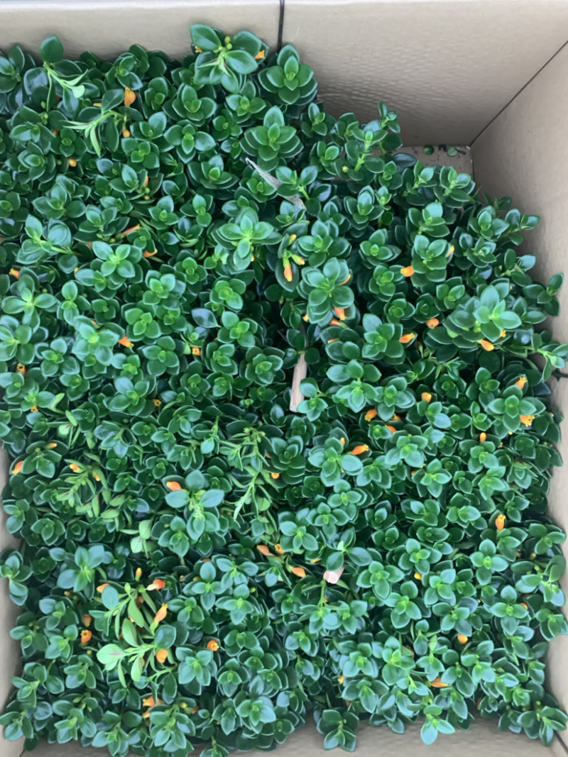 金鱼吊兰，袋鼠花，四季开花，