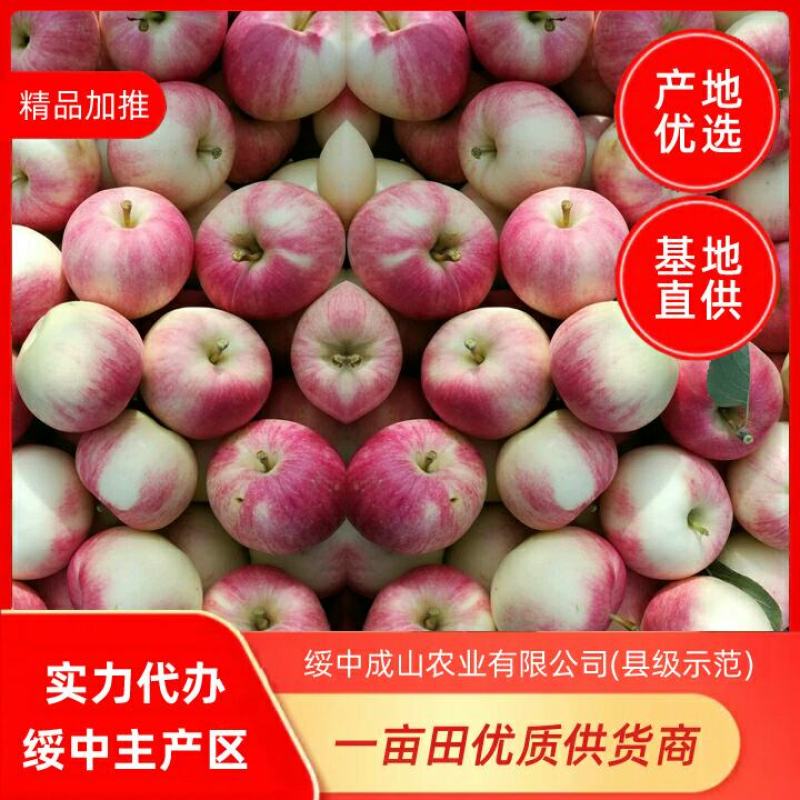 绥中珊莎苹果、散沙苹果主产区，70起步，优质货源实力代办