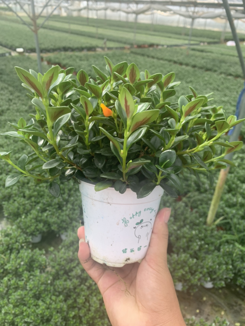 金鱼吊兰，袋鼠花，四季开花，