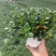 金鱼吊兰，袋鼠花，四季开花，