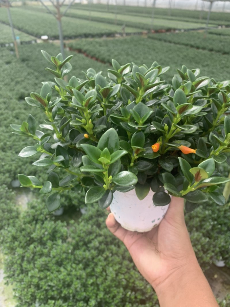 金鱼吊兰，袋鼠花，四季开花，
