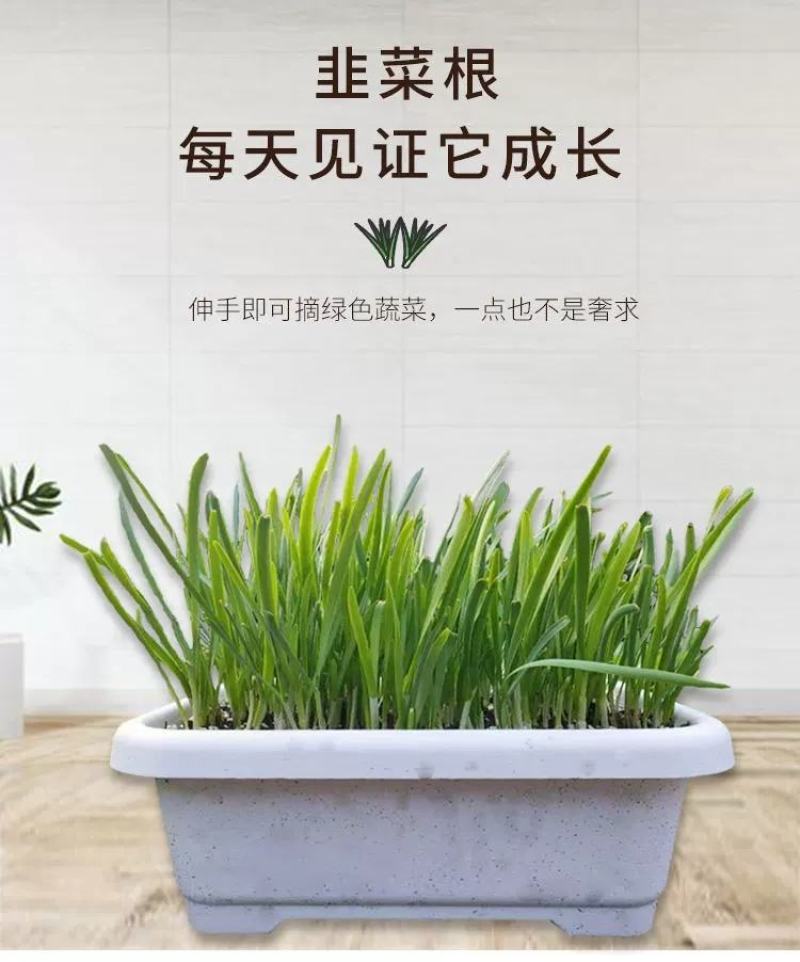 【包邮】韭菜根当季新根农田大棚盆栽基地直供