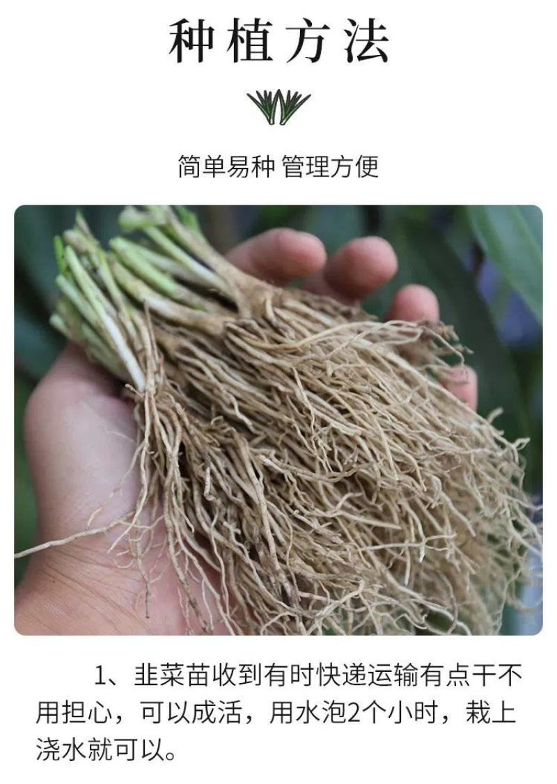 【包邮】韭菜根当季新根农田大棚盆栽基地直供