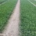 【包邮】韭菜根当季新根农田大棚盆栽基地直供