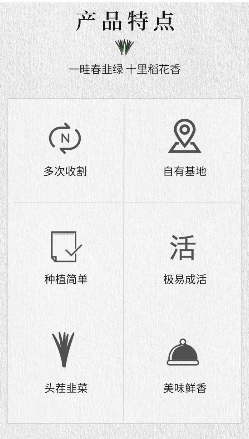 【包邮】韭菜根当季新根农田大棚盆栽基地直供
