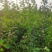 山西运城黄栌苗，一年黄栌苗，黄栌苗价格，黄栌苗批发