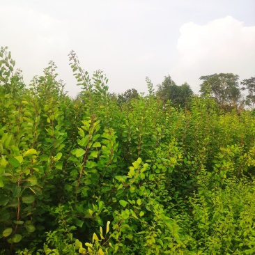 山西运城黄栌苗，一年黄栌苗，黄栌苗价格，黄栌苗批发