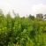 山西运城黄栌苗，一年黄栌苗，黄栌苗价格，黄栌苗批发