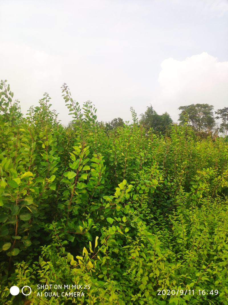山西运城黄栌苗，一年黄栌苗，黄栌苗价格，黄栌苗批发