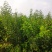 山西运城黄栌苗，一年黄栌苗，黄栌苗价格，黄栌苗批发