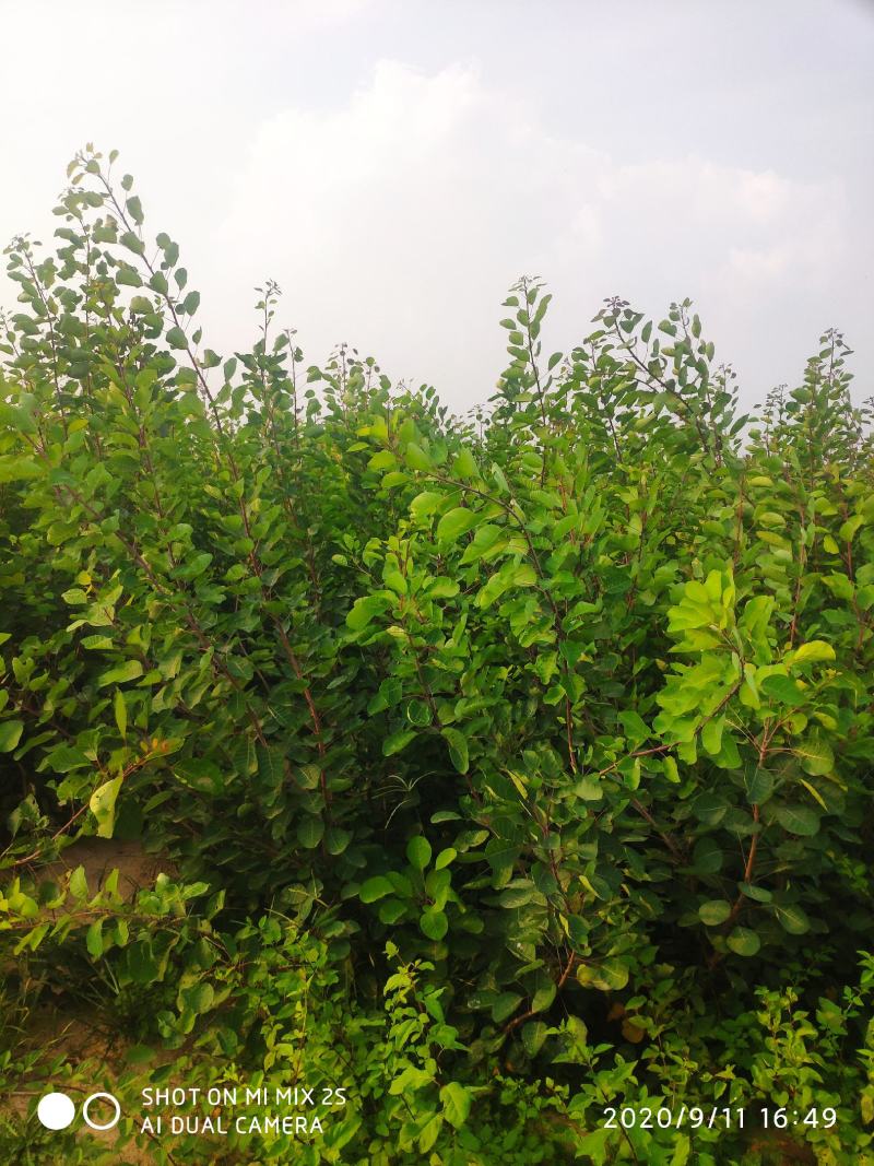 山西运城黄栌苗，一年黄栌苗，黄栌苗价格，黄栌苗批发