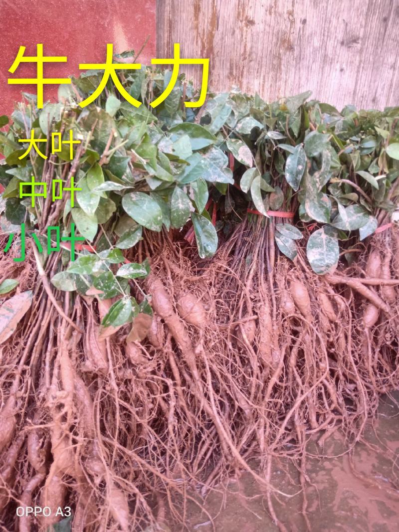 牛大力苗，大叶，中叶，小叶