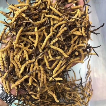 青海果洛雪山冬虫夏草泡茶草