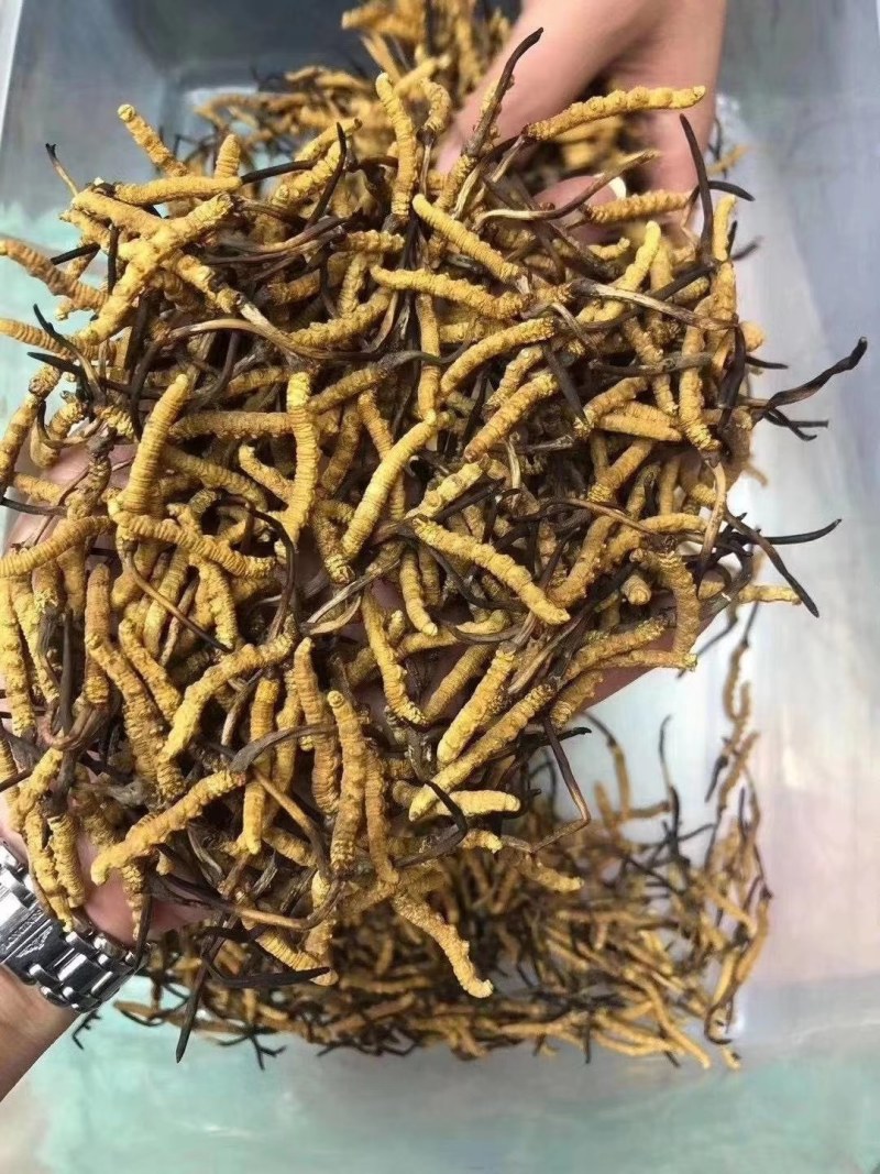 青海果洛雪山冬虫夏草泡茶草