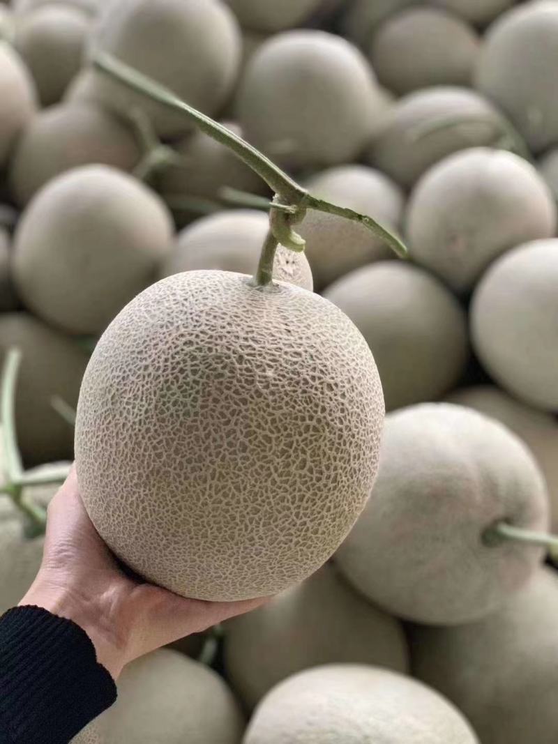 山东网纹网五美华牛三，承接各大批发市场，超市，电商，微商
