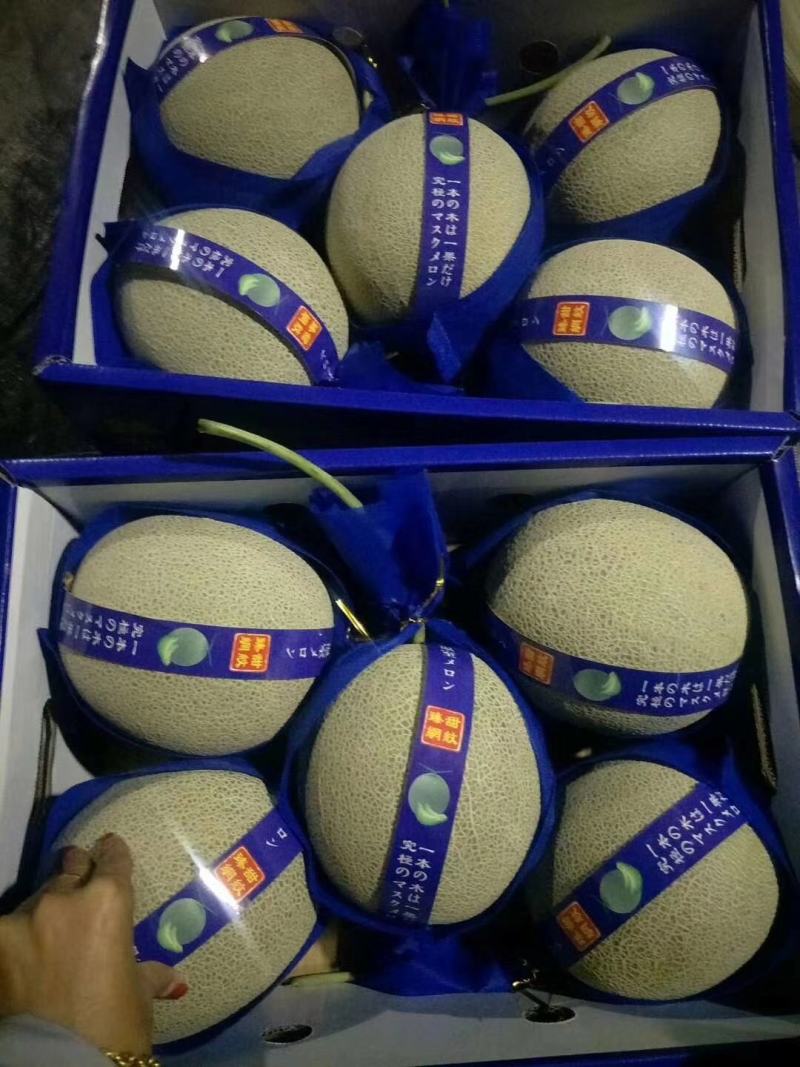 山东网纹网五美华牛三，承接各大批发市场，超市，电商，微商