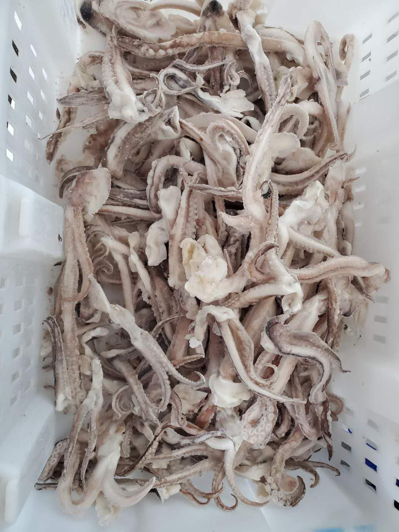 冷冻：章鱼足，鱿鱼片，鱿鱼头，山东威海特产