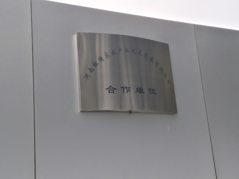 金丝楸，组培金丝楸，耐寒木质好，金黄色，无分叉