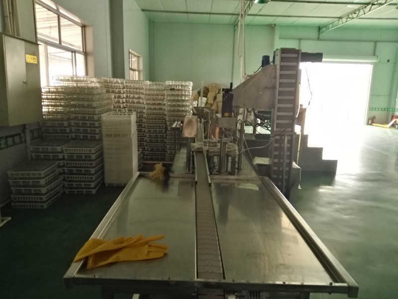 金丝楸，组培金丝楸，耐寒木质好，金黄色，无分叉